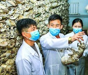북한, 버섯 증산 강조…"과학적인 재배 기술 확립"