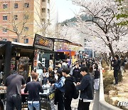 "캠퍼스에도 벚꽃 활짝"…동의대, 4년만에 벚꽃축제 재개