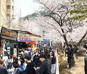 동의대, ‘벚꽃엔딩’ 4년만에 다시 휘날리는 캠퍼스 벚꽃 축제