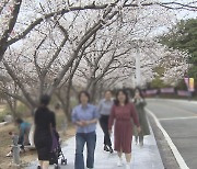 '100리 벚꽃과 함께' 영암왕인문화축제 개막