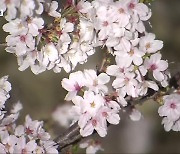 청주 무심천 벚꽃 만개…마스크 없는 첫 벚꽃축제