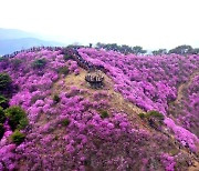봄꽃축제 활짝…인천·부천으로 꽃놀이 떠나요