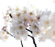 서울·대전·대구·부산 찍고 ‘벚꽃 인생 샷’도 찍고