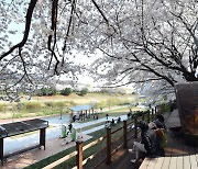 의정부시, 시 승격 60주년 기념 ‘호원 벚꽃축제’