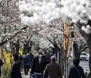 여의도 벚꽃길, 내달 1일부터 교통 통제