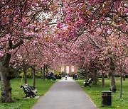 올봄 英 여행 간다면 들러야 할 최고 벚꽃 명소 9