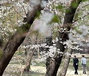 [오늘 날씨] 낮 최고 25도, 벚꽃 활짝… 미세먼지 '나쁨'