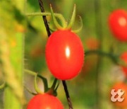 방울토마토 ‘쓴맛 사태’ 일단락…“원인은 ‘토마틴’ 성분 탓”