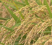 [오후초대석] 쌀 매수 강제법…쌀 전업농도 반대하는 이유는?