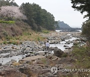 봄날 강정천 산책