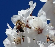 분주한 꿀벌
