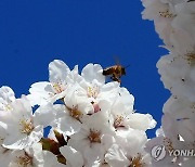 분주한 꿀벌