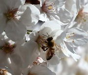 꽃이 지기 전에…분주한 꿀벌