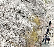 점심시간 이용한 벚꽃 산책