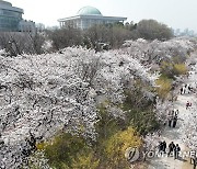 점심시간 이용한 벚꽃 산책