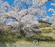 벚꽃 명소 강릉 경포대