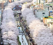 울산 궁거랑 벚꽃축제 4월 1∼2일 개최…4년 만에 재개