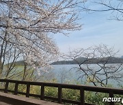 덕산도립공원 산책길 벚꽃 만개…옥계저수지·가야산 입구 구간