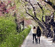 '여의도·경춘선·남산'…서울시가 꼽은 '아름다운 봄 꽃길 171선'