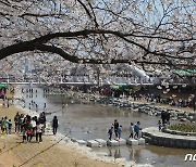 4월 금산 곳곳서 봄꽃축제…8일 금산천 축제 시작으로 줄줄이 열려