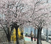 '4년 만의 여의도 봄꽃축제'…도로 통제하고 대중교통 증편