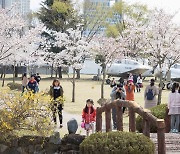 진주 공군교육사령부, 4년만에 '벚꽃축제'…4월1~2일 부대 개방