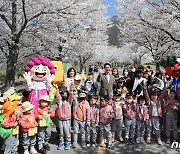 제1회 고창 벚꽃 축제 화려한 ‘팡파르’…2일까지 석정온천 주변서 열려