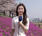 [날씨] '벚꽃 만발' 주말, 올봄 들어 가장 따뜻...산불 유의