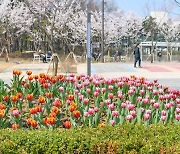 목동 파리공원, 튤립 3만 송이 개화…“봄 정취 만끽”