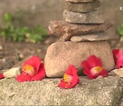 [영상] 천년고찰 선운사에 핀 ‘찰나의 꽃 동백나무’