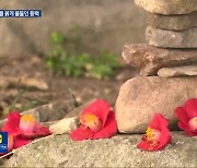 [영상] 천년고찰 선운사에 핀 찰나의 꽃 동백