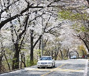 ‘봄꽃 보러 가볼까’ 서울 거리·골목·강변 따라 ‘꽃길’ 244㎞…여의도 일대 대중교통 증편