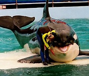 4살 때 포획된 범고래 ‘롤리타’, 52년 만에 바다로 돌아간다