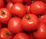 Tomatine to Blame for Vomiting after Eating Cherry Tomatoes. “Don’t Eat It If It Tastes Bitter”
