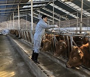 영양군, 소·염소 사육농가 6469두 구제역백신 접종