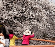 [내일 날씨] 낮 최고 27도 '따뜻'… "벚꽃 즐기러 가세요"
