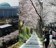"봄바람 휘날리며"… 인증샷 찍기 좋은 서울 3대 벚꽃명소는?