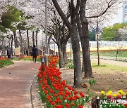 김해 대청·율하천 일대 봄꽃 만개…축제 이어져