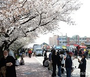 벚꽃과 함께 즐기는 무심천 푸드트럭 축제
