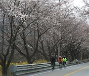 전국에서 가장 긴 벚꽃길 '활짝'…구례300리 벚꽃축제 개최