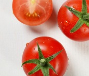 식약처 “쓴맛 강한 토마토, 섭취 자제해야”…구토 유발 토마틴 성분 유해물질 아냐