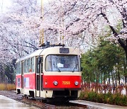 서울시, 아름다움 봄 꽃길 171선 “인생 꽃길 걸어보세요”