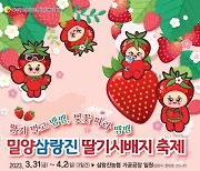 우리나라서 딸기 처음 재배한 곳 '밀양 삼랑진 딸기축제' 개막