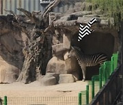 "네가 그 세로구나"…서울동물원 '스타'된 탈출 얼룩말
