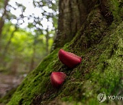 '소혀버섯·해녀콩 아시나요' 희귀 제주 생태 사진전