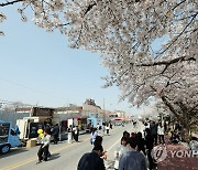 청주 벚꽃 명소 무심천…푸드트럭 첫 등장
