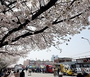 청주 벚꽃 명소 무심천…푸드트럭 첫 등장