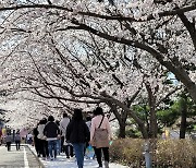 영암은 지금 분홍빛 벚꽃 세상…왕인문화축제 성황