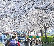 경포 벚꽃축제 개막