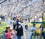 경포 벚꽃축제 개막